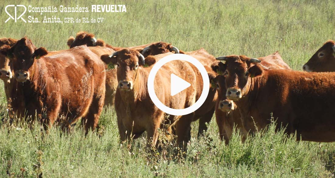 Ganadería Revuelta Santa Anita